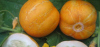 Lot 30 graines de concombres ronds oranges