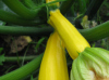 Lot 15 graines de courgettes jaunes