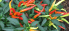 Lot 20 graines de petits piments forts